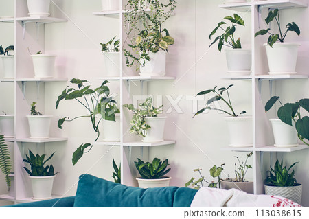 Interior design with lots of plants on stands, Scindapsus, green leaves, white pots, part of blue sofa. Template, mock up, background with copy space for your design, poster, art object. Interior design with lots of plants on stands, Scindapsus, green leaves, white pots, part of blue sofa. Template, mock up, background with copy space for your design, poster, art object. 113038615