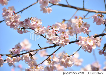 Early blooming Tairyo cherry blossoms that shine against the bright blue sky 113038627