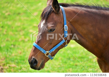 Thoroughbred Ginza scenery in Niikappu-cho, Hokkaido Thoroughbred Ginza scenery in Niikappu-cho, Hokkaido 113038648