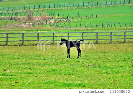 北海道新冠町的純種銀座風景 北海道新冠町的純種銀座風景 113038650