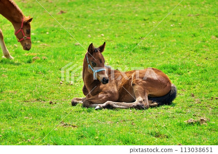 Thoroughbred Ginza scenery in Niikappu-cho, Hokkaido 113038651