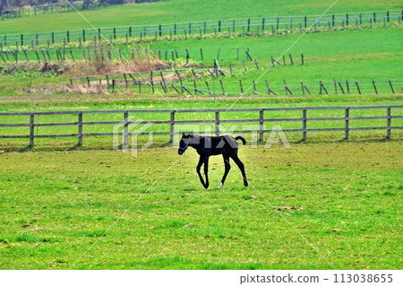 Thoroughbred Ginza scenery in Niikappu-cho, Hokkaido 113038655