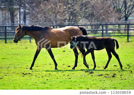 北海道新冠町的純種銀座風景 113038659