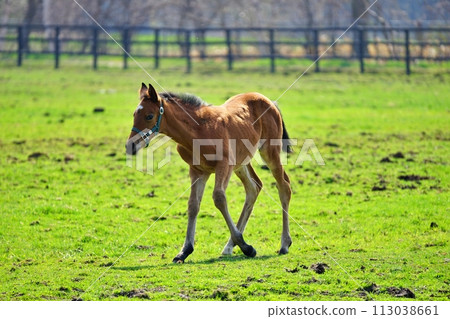 北海道新冠町的純種銀座風景 北海道新冠町的純種銀座風景 113038661