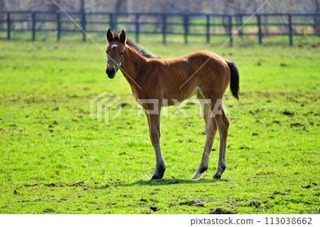 北海道新冠町的純種銀座風景 北海道新冠町的純種銀座風景 113038662