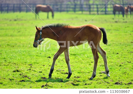 Thoroughbred Ginza scenery in Niikappu-cho, Hokkaido 113038667