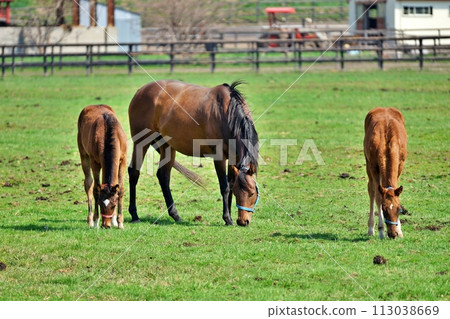 北海道新冠町的純種銀座風景 113038669