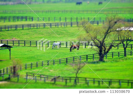 Thoroughbred Ginza scenery in Niikappu-cho, Hokkaido Thoroughbred Ginza scenery in Niikappu-cho, Hokkaido 113038670