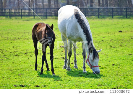Thoroughbred Ginza scenery in Niikappu-cho, Hokkaido Thoroughbred Ginza scenery in Niikappu-cho, Hokkaido 113038672