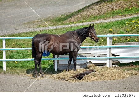 Thoroughbred Ginza scenery in Niikappu-cho, Hokkaido 113038673