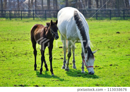 北海道新冠町的純種銀座風景 北海道新冠町的純種銀座風景 113038676