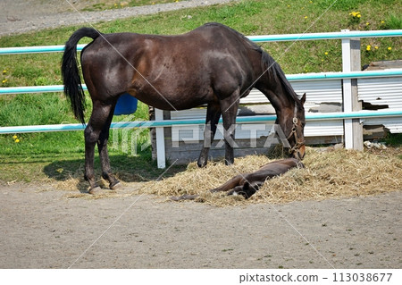北海道新冠町的純種銀座風景 113038677