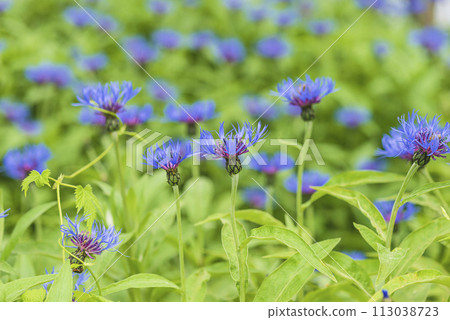 Blue cornflowers blooming in a summer garden, close up, selective focus 113038723
