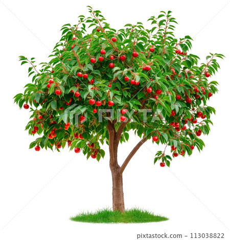 A cherry tree isolated on a white or transparent background. A close-up of a cherry tree with red cherries. A graphic design element on the theme of nature and tree care. 113038822