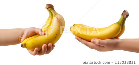 Set of bananas in a child's hand isolated on a white or transparent background. Close-up of bananas in hand, side view. Summer ripe fruits, a graphic design element. 113038831