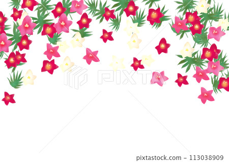 紅花卡1 113038909
