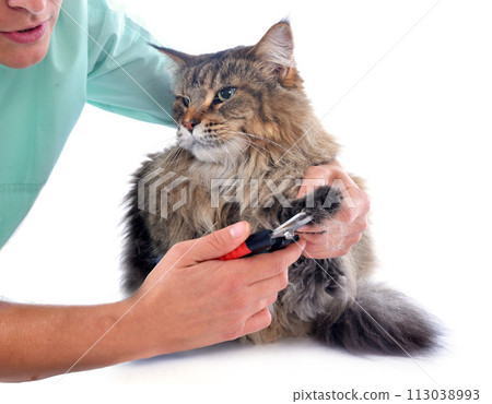 maine coon and vet maine coon and vet 113038993