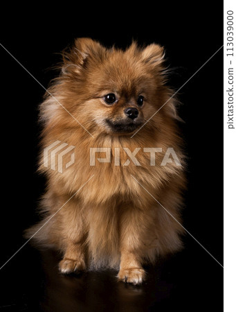 pomeranian spitz in studio 113039000