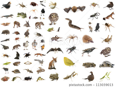 european wildlife in studio 113039013