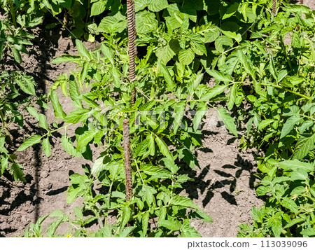Organic tomatoes growing and bloom in the garden. Healthy eating concept Organic tomatoes growing and bloom in the garden. Healthy eating concept 113039096
