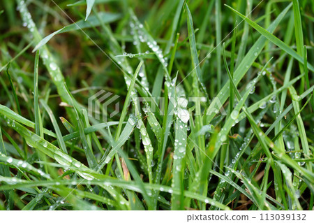 被晨露弄濕了 被晨露弄濕了 113039132