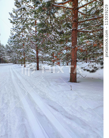 Ski trail in a pine forest. 113039229
