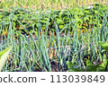 Green raw onion plants in a vegetable garden 113039849
