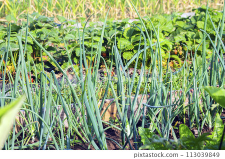 Green raw onion plants in a vegetable garden Green raw onion plants in a vegetable garden 113039849