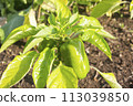 Green ripe bell pepper growing plant in a greenhouse 113039850