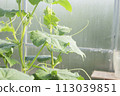 Green cucumber leaves growing in a greenhouse 113039851