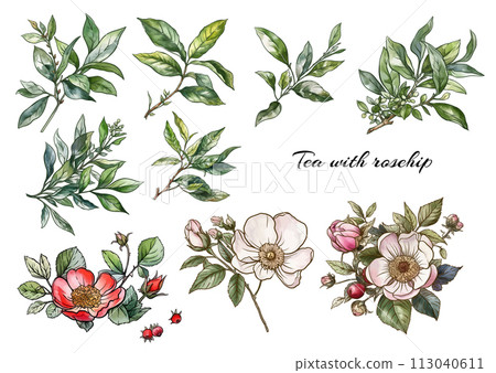 Green tea branch with leaves and wild rose flowers and berries. 113040611