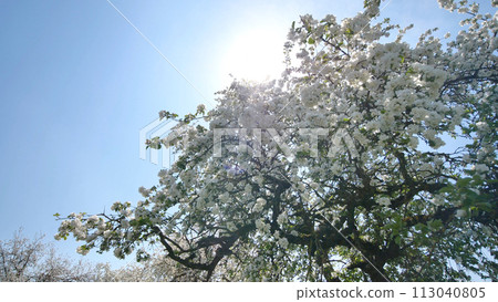 Flowering apple trees in the Russian village in May and the rays of the sun. Video in motion with the sounds of lively villages and birds. 113040805