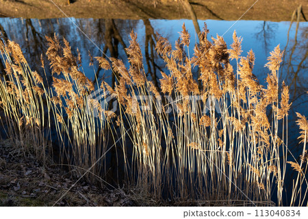 Reeds in the sunset light. Reeds grow on the river bank. Trees growing on the opposite bank of the river are reflected in the water. 113040834