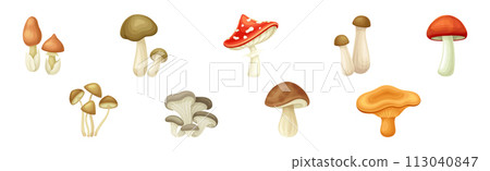 Mushroom or Toadstool as Fleshy, Spore-bearing Fruiting Body Vector Set 113040847
