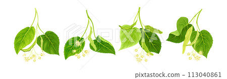 Blooming Linden Twig with Green Leaves and Flowers Vector Set Blooming Linden Twig with Green Leaves and Flowers Vector Set 113040861