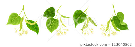 Blooming Linden Twig with Green Leaves and Flowers Vector Set Blooming Linden Twig with Green Leaves and Flowers Vector Set 113040862