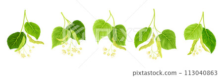 Blooming Linden Twig with Green Leaves and Flowers Vector Set Blooming Linden Twig with Green Leaves and Flowers Vector Set 113040863