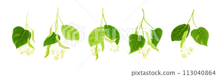 Blooming Linden Twig with Green Leaves and Flowers Vector Set Blooming Linden Twig with Green Leaves and Flowers Vector Set 113040864