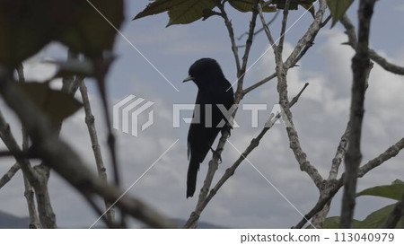 Startled Black Bird Suddenly Leaves its Perch on Tree Branch 113040979