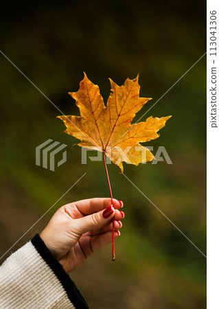 A young lady holds in her hand a leaf with a very beautiful autumn color. The young lady wearing a sweater with black and white lines and red nails. High quality photo 113041306
