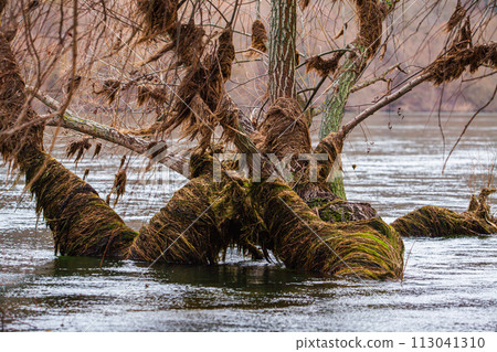 A tree trunk rests in the center of a serene lake, surrounded by fluvial landforms and terrestrial animals. The wood contrasts beautifully with the water in this natural landscape 113041310