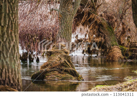 A natural landscape containing a swamp with trees and roots submerged in water, showcasing the adaptation of terrestrial plants to fluvial landforms of streams 113041311