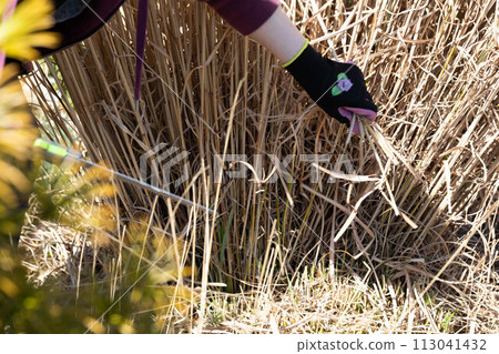 A woman with red hair on her recreation plot cuts a sharp decorative dry grass with a sharp saw. 113041432