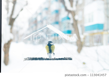 Tit flew up to the transparent feeder and eats the seeds. Wintering of birds in cold countries, In the city 113041457