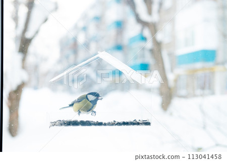 Tit flew up to the transparent feeder and eats the seeds. Wintering of birds in cold countries, In the city 113041458