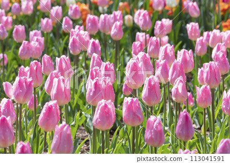 Tulip flower 113041591