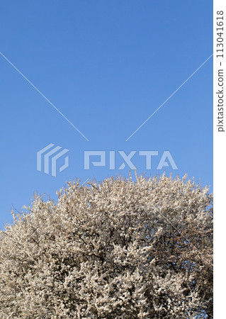 Mirabelle plum in the spring is often showered with a million white flowers. Mirabelle plum in the spring is often showered with a million white flowers. 113041618