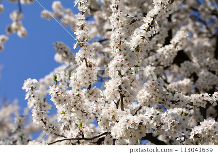 Mirabelle plum in the spring is often showered with a million white flowers. 113041639