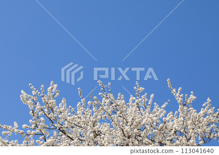 Mirabelle plum in the spring is often showered with a million white flowers. 113041640
