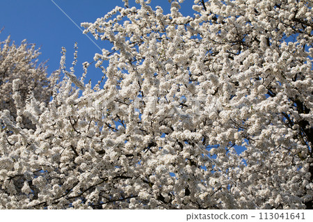Mirabelle plum in the spring is often showered with a million white flowers. Mirabelle plum in the spring is often showered with a million white flowers. 113041641